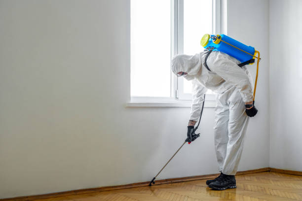 Wasp Removal Services in Texanna, OK